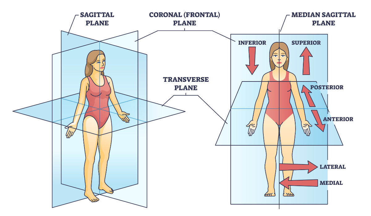 <p><strong>Transverse </strong>(a.k.a. axial)<strong> </strong>plane<strong> </strong>refers to a horizontally-oriented plane which, when passes through the body in its anatomical position, divides it into upper and lower parts.</p><p>The <strong>transverse </strong>plane is intersected at right angles by the vertically-oriented coronal (side-to-side) and sagittal (antero-posterior) planes.</p>