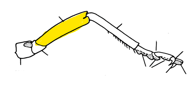 <p>Middle segment of the leg, may have long spines or spurs</p>