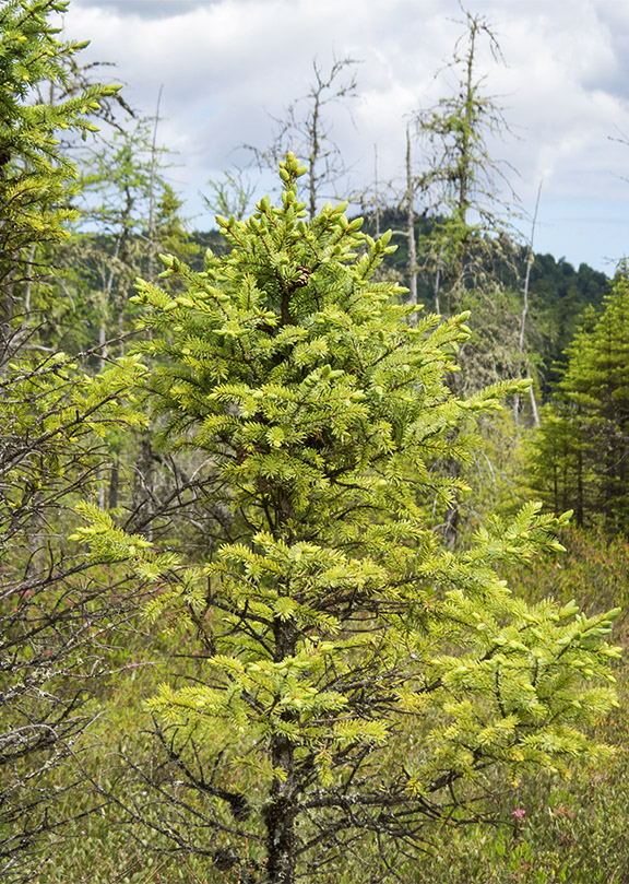 <p>Picea mariana (Pinaceae)</p>