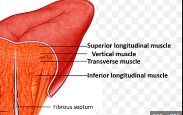 <p>Superior/Inferior Longitudinal, Transverse, Vertical.</p>