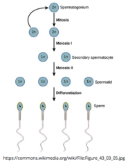 <p>4; meiotic</p>