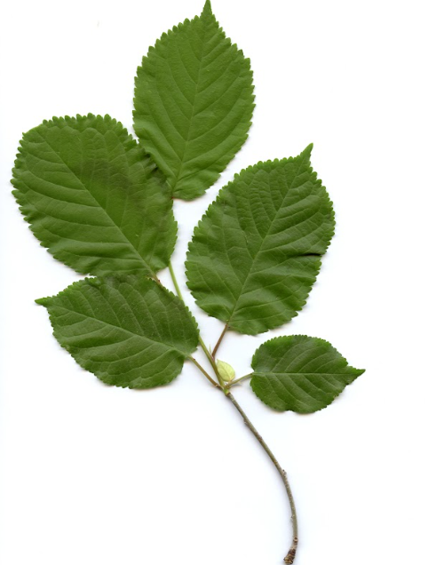 term image