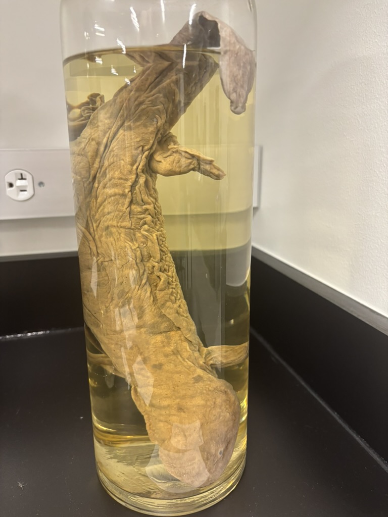 <p>What is this (phylum, subphylum, superclass, class, order, common name)?</p>