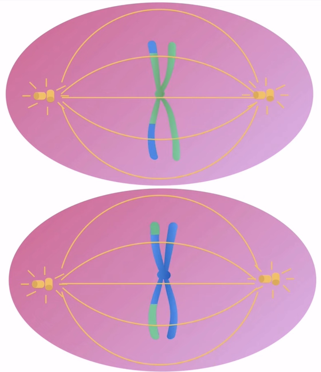 <p>What happens during metaphase 2? (Meiosis)</p>