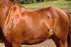 <p>- In 2 locations on each side (4 abdominal quadrants)</p>