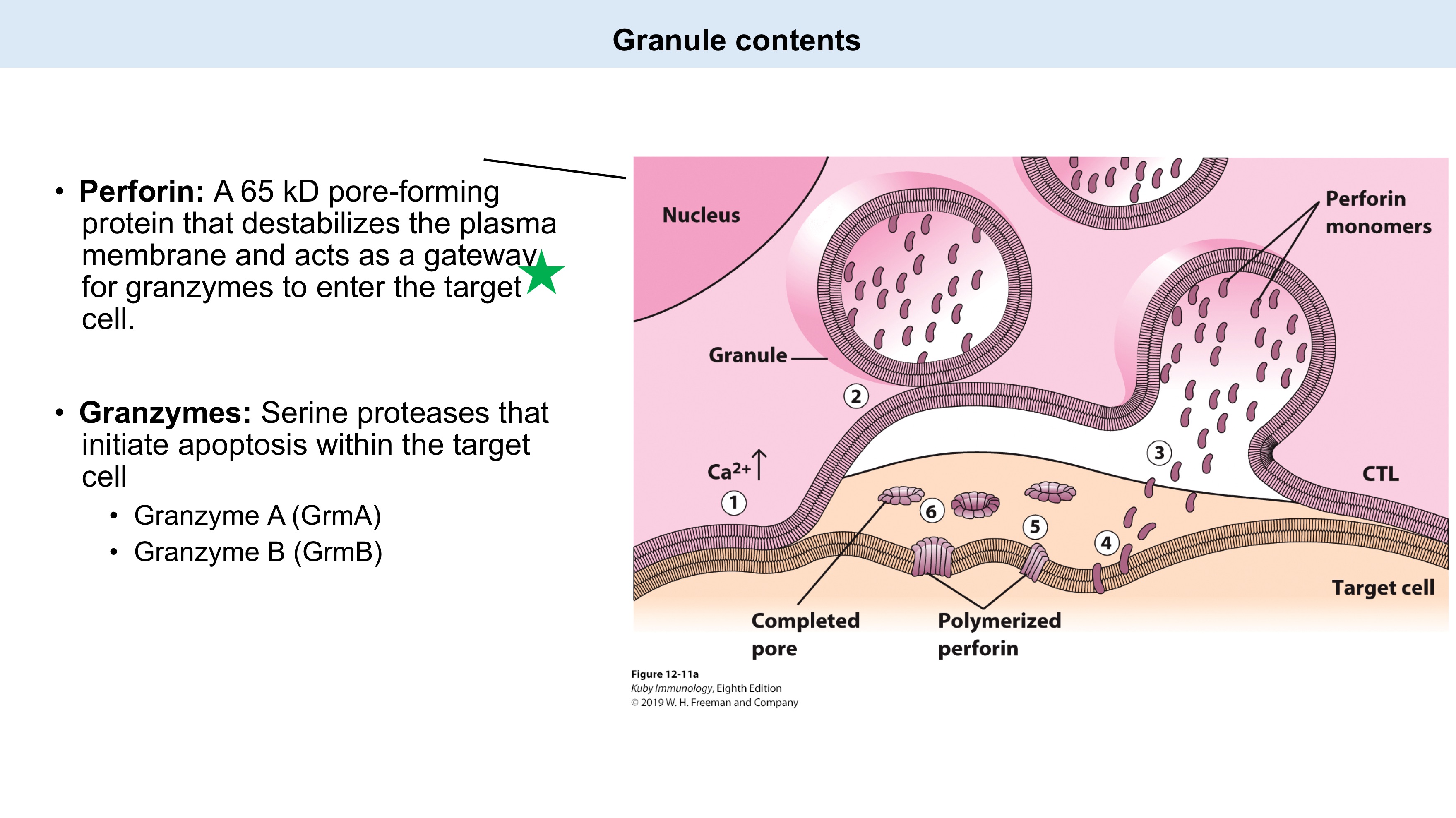 <p><strong>Granule contents of CTL killing</strong></p><ul><li><p>_: A 65 kD pore-forming protein that destabilizes the plasma membrane and acts as a gateway for granzymes to enter the target cell.<br></p></li><li><p>_: _ proteases that initiate apoptosis within the target cell</p><ul><li><p>GrmA</p></li><li><p>GrmB</p></li></ul></li></ul><p></p>