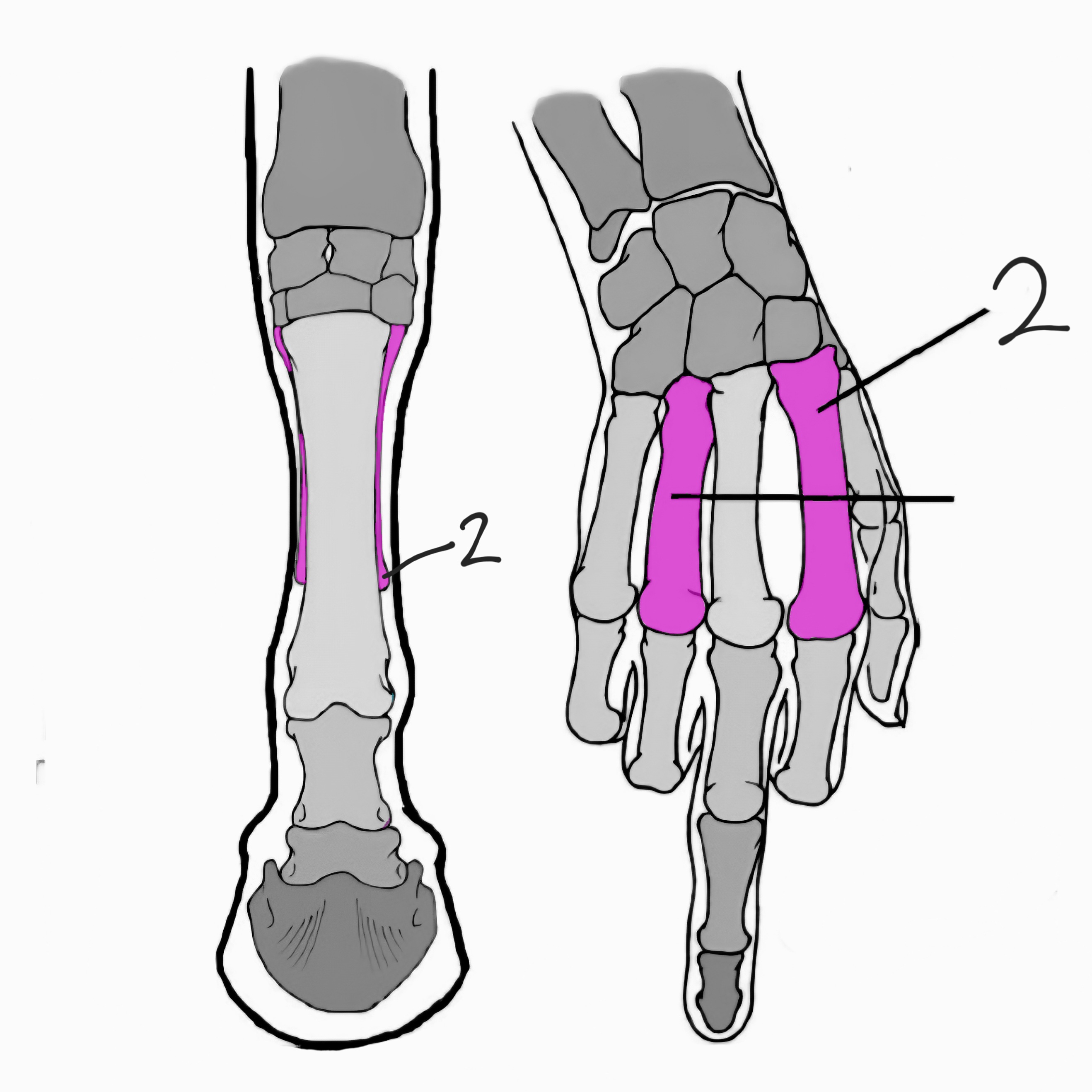 <p>what is this bone called?</p>