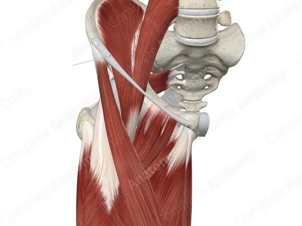 <p>anterior view </p><p></p>