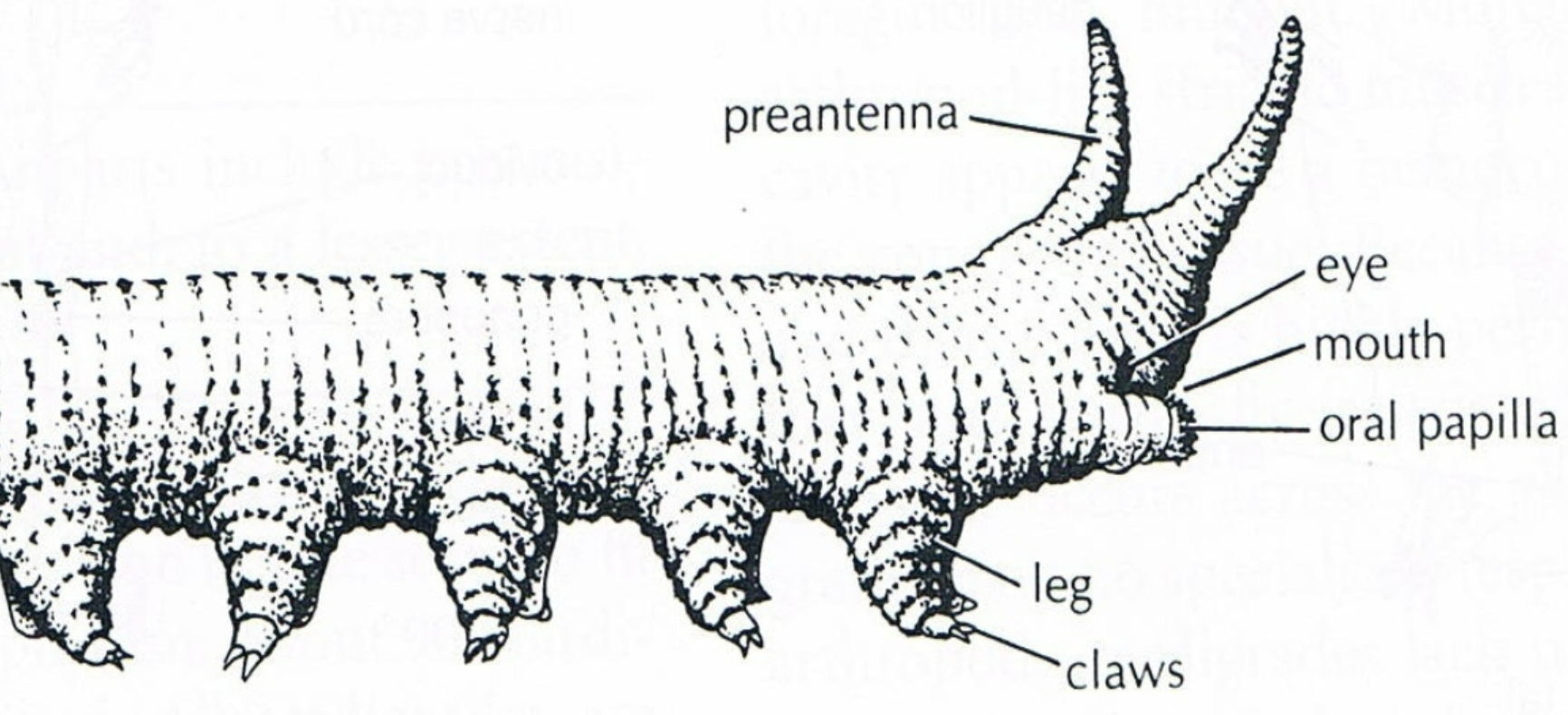 <ul><li><p>less than 100 species </p></li><li><p>free living </p></li><li><p>terrestrial </p></li><li><p>second pair of appendages (oral papilla) form jaw </p><ul><li><p>have preantenna </p></li></ul></li></ul><p></p>