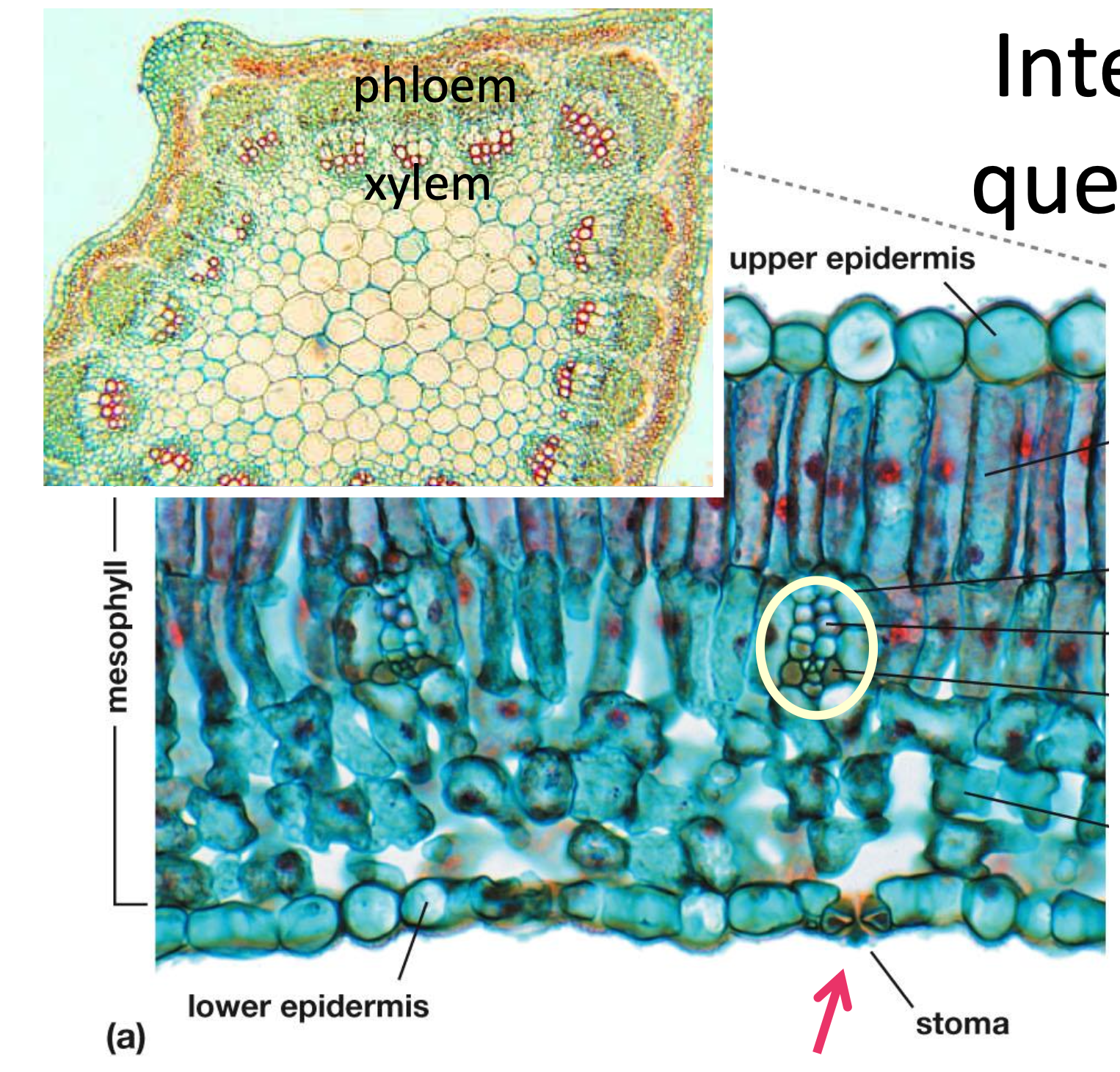 <p>In the stem, the</p><p class="p2">xylem is _____ to</p><p class="p2">the phloem, so as</p><p class="p1">they branch into a</p><p class="p2">leaf, the xylem will</p><p class="p1">now be _____ the</p><p class="p2">phloem.</p>