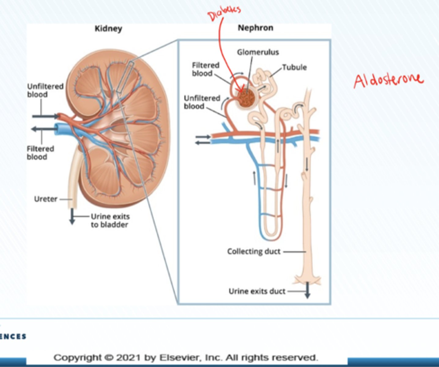 <p>Structural and functional unit of the kidney</p>
