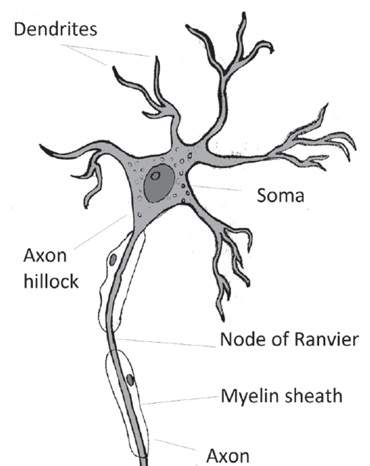 <p>The sole output structure of a neuron that transmits electrical impulses away from the soma.</p>