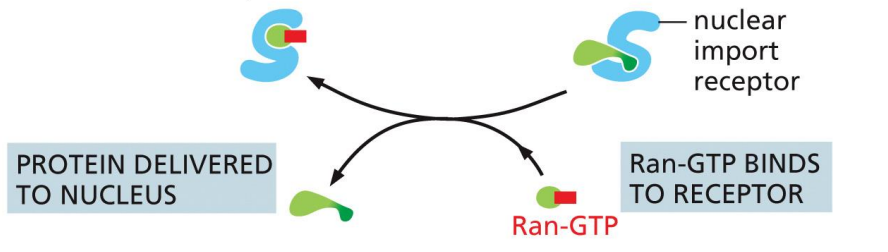 <p>Cargo protein is released</p>