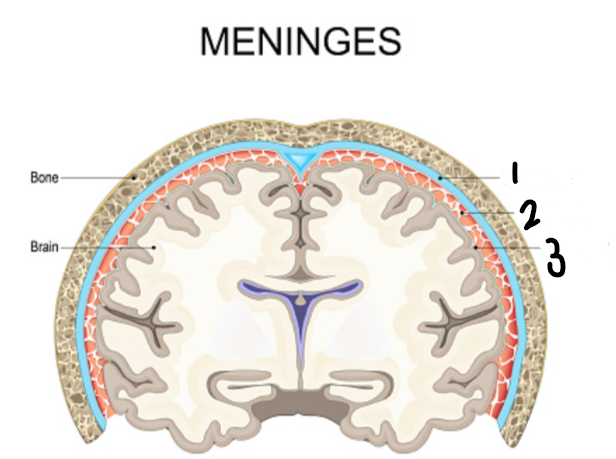 <p>label the meninges</p>