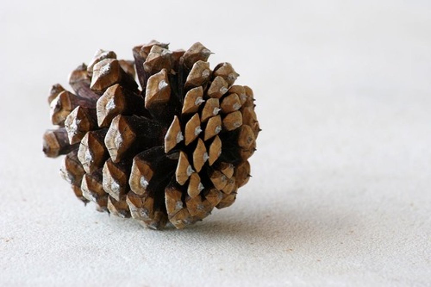 <p>The type of turn about these plants (pineapples, pinecones, and sunflowers), both clockwise and counterclockwise, are most often Fibonacci numbers.</p>