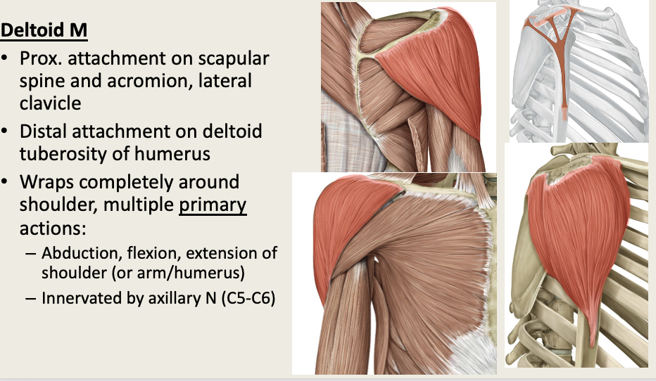 <p>M: Abd, External rotation, Flexion<br>N: Axilla (C5-6)<br>PA: Scap Spine, Acromion, Lateral Clavicle<br>PD: DELTOID tuberosity of Hum<br>G: Scapula</p>