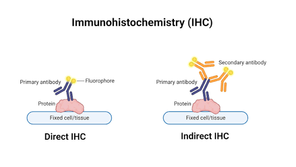 <p>What is INdirect IHC?</p>