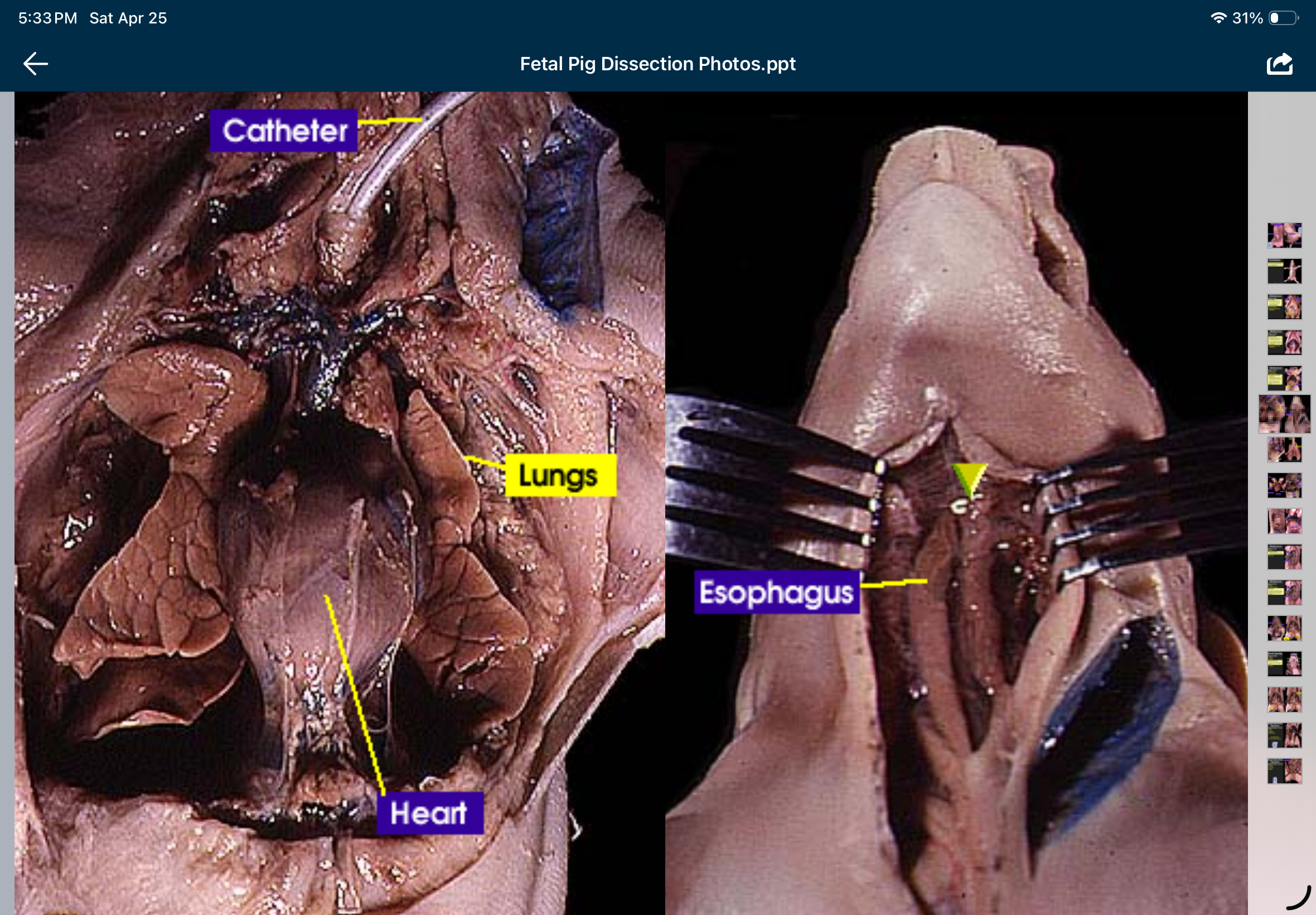 knowt flashcard image