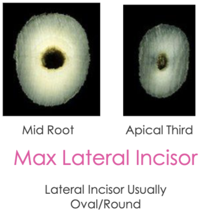 <p>can be round or ovoid </p>