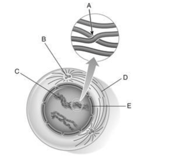 <p><span style="background-color: transparent; font-family: "Times New Roman", serif;">90. nuclear envelope</span></p>