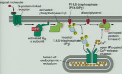 <p>G-protein linked receptor signals phospholipase C</p><p>splits PI into IP3 and DAG:</p><p>1. *IP3* increases intracellular Ca2+</p><p>2. *DAG* activates kinases (PKC) to activate enzymes</p>