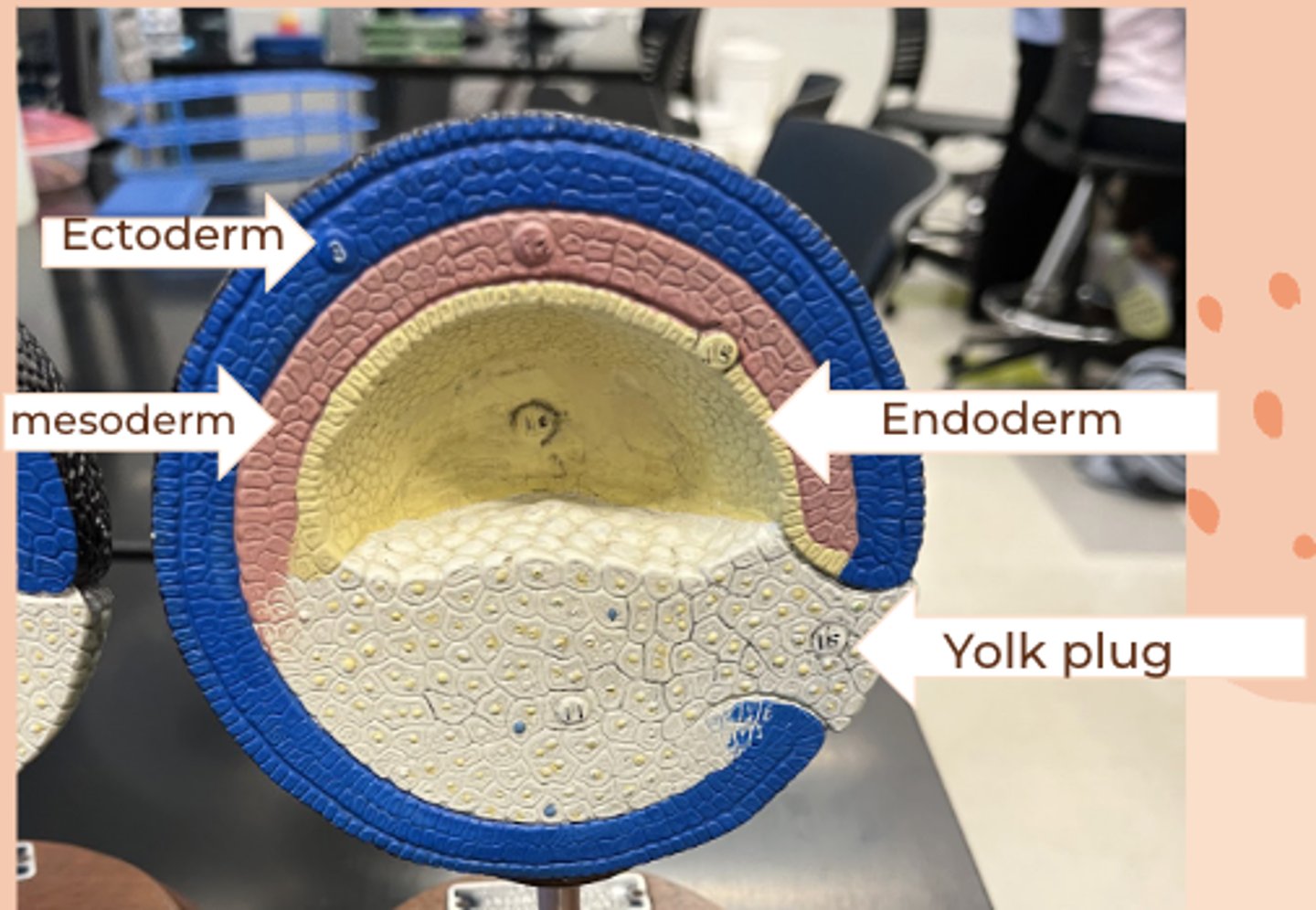 <p>• three germ layers present</p><p>• complete archenteron</p><p>• yolk plug occupies what will become the blastospore</p>