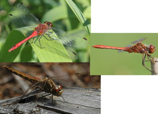 <p>ŘÁD- česky, latinsky</p><p>Podřád- česky, latinsky</p><p>Infrařád- /</p><p>Čeleď- /</p><p>Rod- česky</p><p>Druh- /</p>