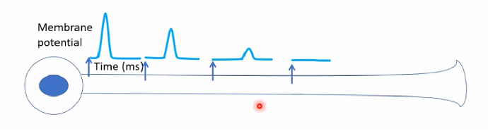 <p>It requires no additional energy but is slow, and the signal amplitude breaks down (decays) over long distances, as shown by the diminishing spikes further along the axon.</p>