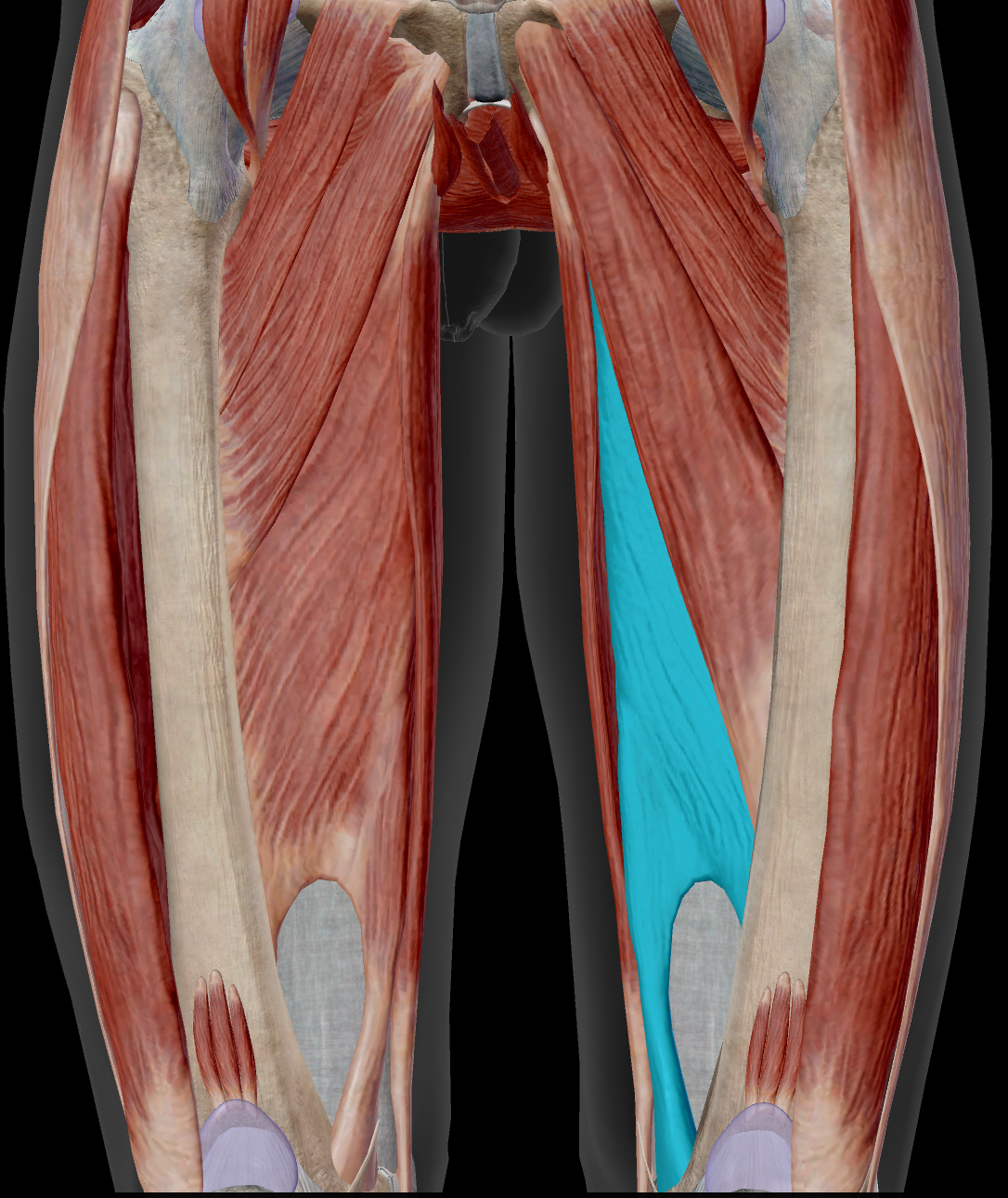 <p>Identify the name of the muscle that is highlighted in blue in the image.</p>
