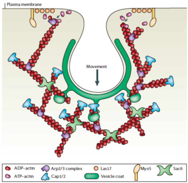 <p>Branched actin assembly → Arp2/3 complex, CapZ, WASP</p>