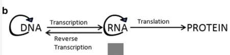 <p><strong>main: dna → rna → protein</strong></p><ul><li><p><strong>dna making more dna</strong>: dna replication</p></li><li><p><strong>dna to rna</strong>: transcription</p></li></ul><p></p><ul><li><p><strong>rna making more rna:</strong> rna replication</p></li><li><p><strong>rna to dna: </strong>reverse transcription</p></li><li><p><strong>rna to protein:</strong> translation</p></li></ul><p></p>