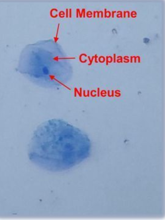 <p>Nucleus, Plasma membrane, cytoplasm</p>