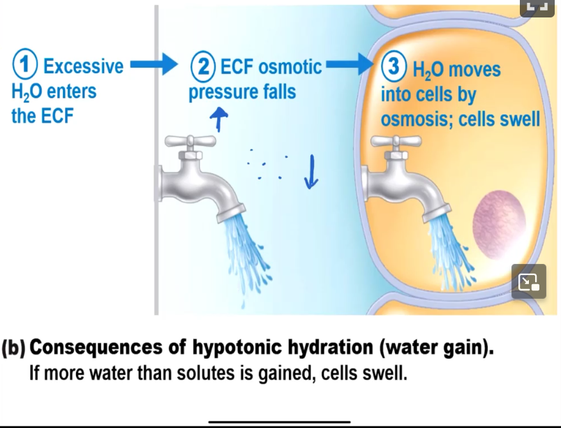 <ul><li><p>ECF becomes less concentrated</p></li><li><p>Osmotic pressure falls</p></li><li><p>Cells swell</p></li></ul><p></p>