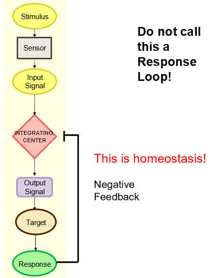 <ul><li><p>regulates the response loop</p></li><li><p>the response becomes the stimulus</p></li><li><p>response loop + feedback</p></li><li><p>negative feedback loop - inhibits the response (homeostasis!)</p></li><li><p>positive feedback loop - upregulates the response (not homeostasis)</p></li></ul><p></p>