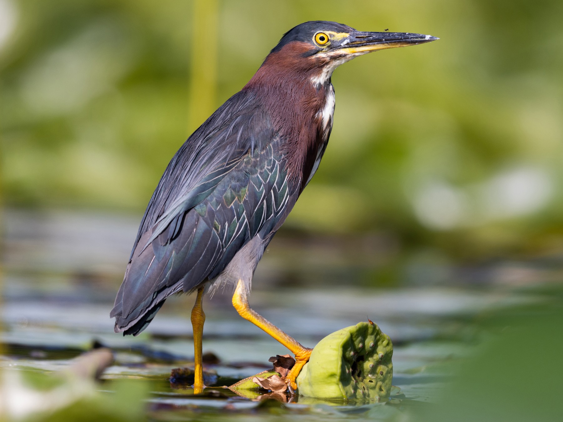 <p>Order Pelecaniformes Family Ardeidae</p>