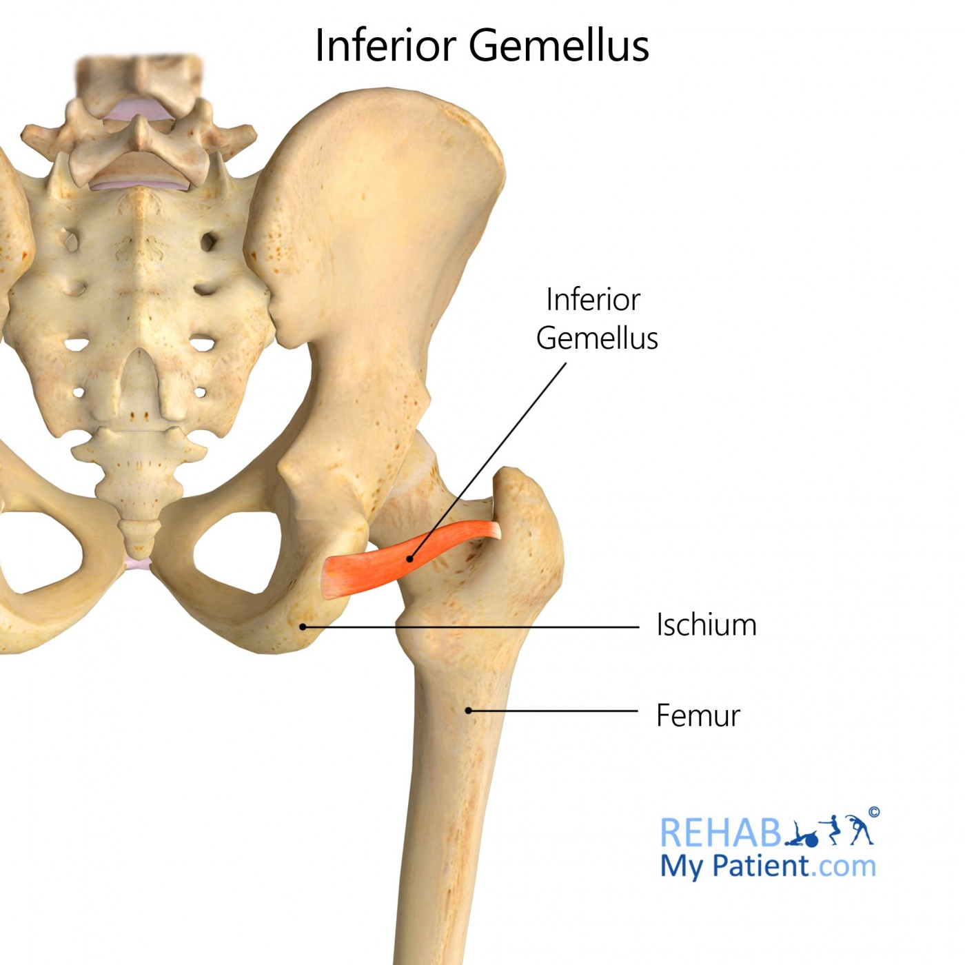 <p>Gemelli:</p><ul><li><p>Superior gemellus</p></li><li><p>Inferior gemellus</p></li></ul><p>small lateral rotators associated with obturator internus</p><p></p><p><strong>Origin </strong>= ischial tuberosity.</p><p><strong>Insertion </strong>= greater trochanter.</p><p><strong>Action</strong> = laterally rotates extended thigh, abducts hip, and stabilizes hip</p>