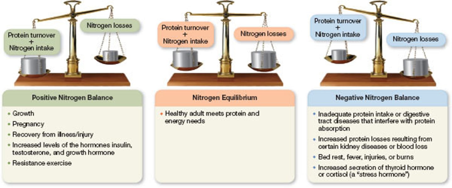 <p>Nitrogen excretion exceeds intake; occurs in starvation, malnutrition, trauma, burns, and surgery.</p>