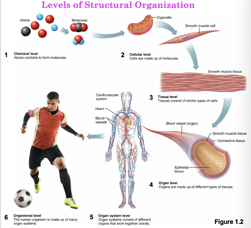 <ol><li><p>Chemical level</p></li><li><p>Cellular level</p></li><li><p>Tissue level</p></li><li><p>Organ level</p></li><li><p>Organ system level</p></li><li><p>Organismal level</p></li></ol><p></p>