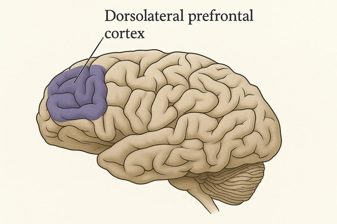 <p>Dorsolateral prefrontal cortex (DLPFC)</p>