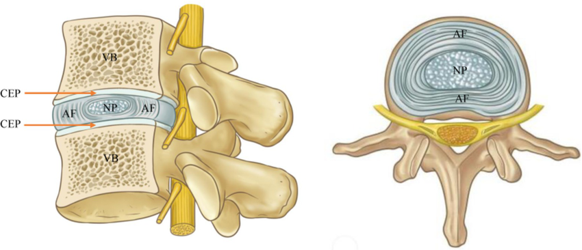 <p>What Strructure of Intervertebral Disc</p>