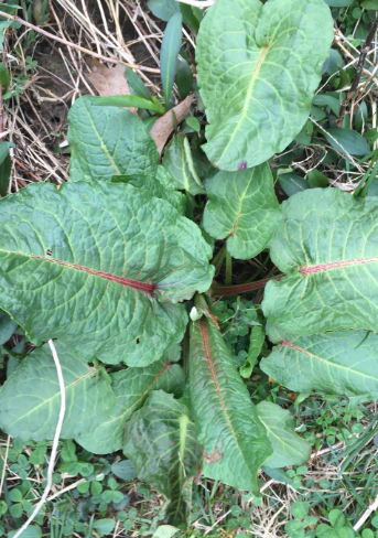 <p>Rumex Crispus</p>