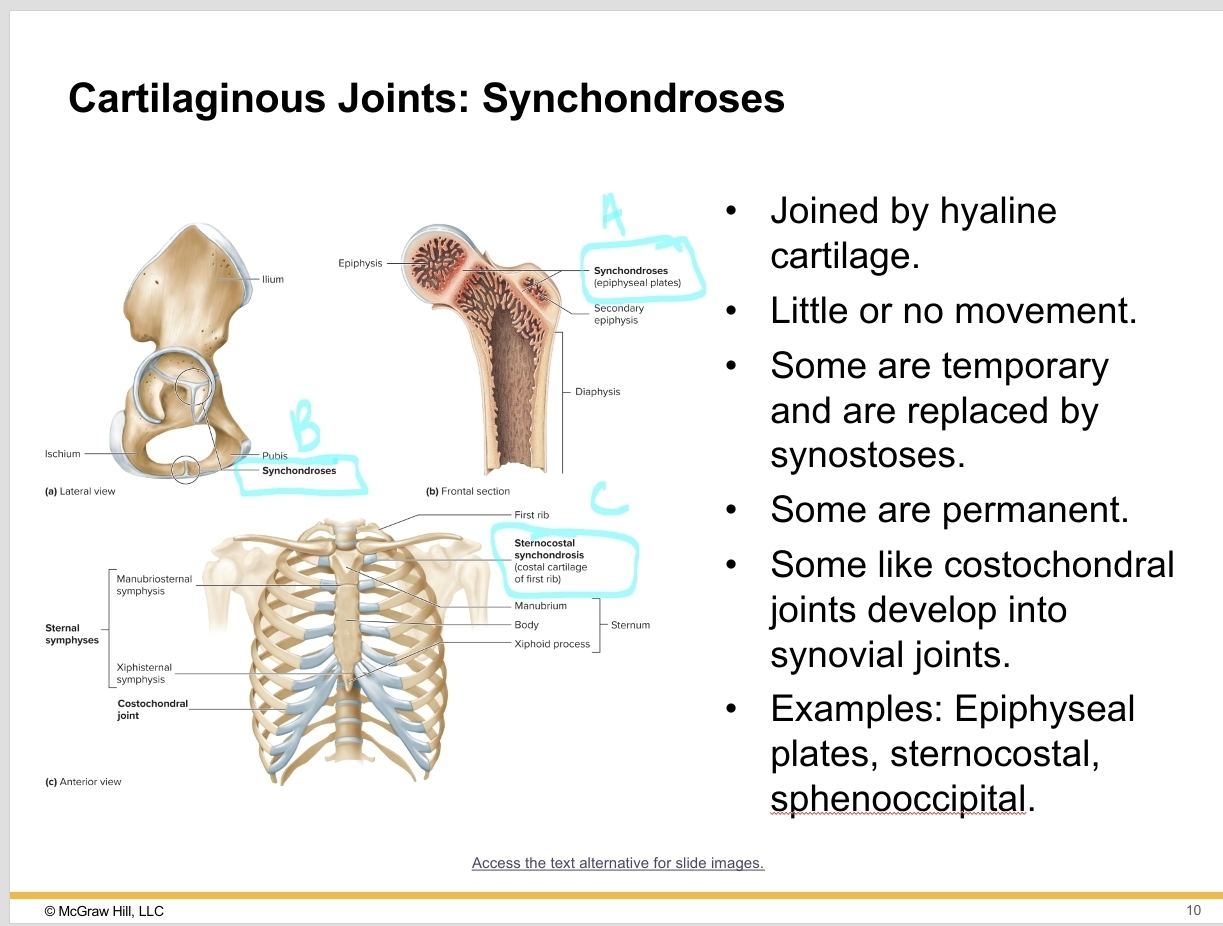 <p>Synchondroses </p>