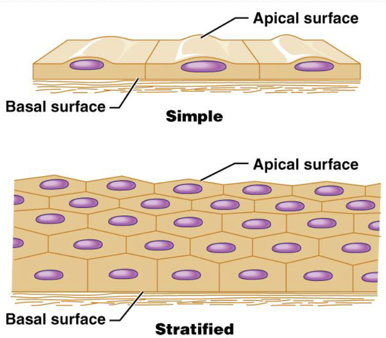 <p>Simple has <strong>one layer</strong>; stratified has <strong>two or more layers</strong></p>