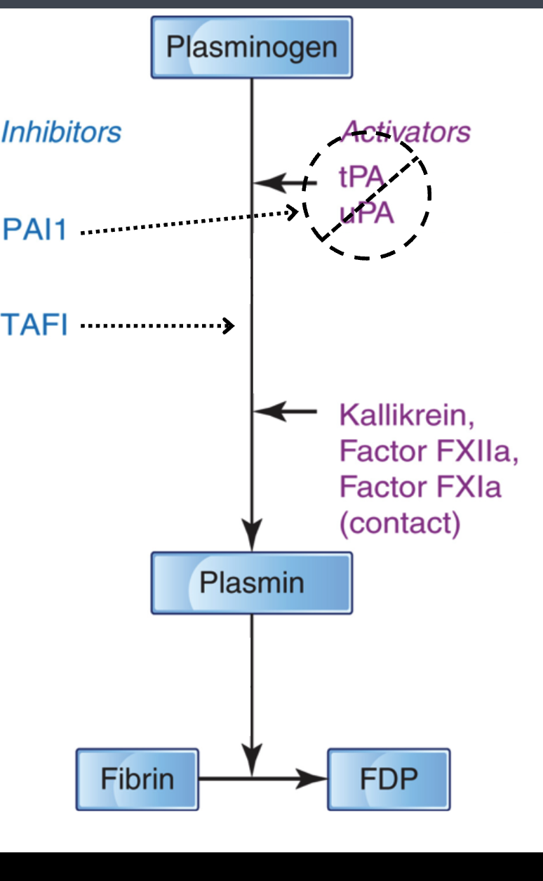<p>prevent systemic proteolysis</p><p>⚬ action:</p><p>￭ at the PLG activation step</p><p>• <strong>PAI1</strong> = plasminogen activator inhibitor 1</p><p>⚬ primary inhibitor of tPA and uPA</p><p>• <strong>TAFI</strong> = thrombin-activatable fibrinolysis inhibitor</p><p>⚬ activated by thrombin/thrombomodulin complex</p><p>⚬ inhibits plasminogen → plasmin</p><p>￭ directly on plasmin</p>