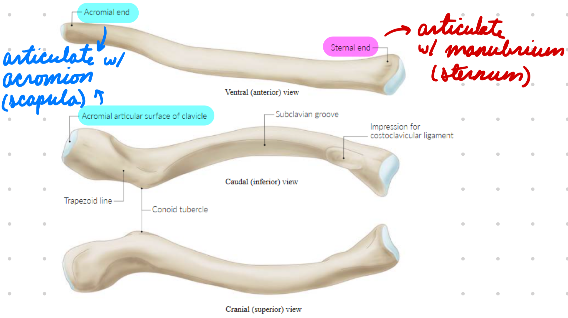 <p>Anterior S-shaped bone connecting scapula + sternum</p><ul><li><p>Above rib 1</p></li></ul><p>Articulation</p><ul><li><p>Medial/Sternal End: Manubrium (sternum) = Sternoclavicular joint</p></li><li><p>Lateral/Acromial End: Acromion (scapula) = AC joint</p></li></ul><p></p>