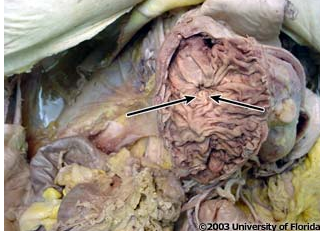 <p>what structure is being indicated to (be specfic)?</p>
