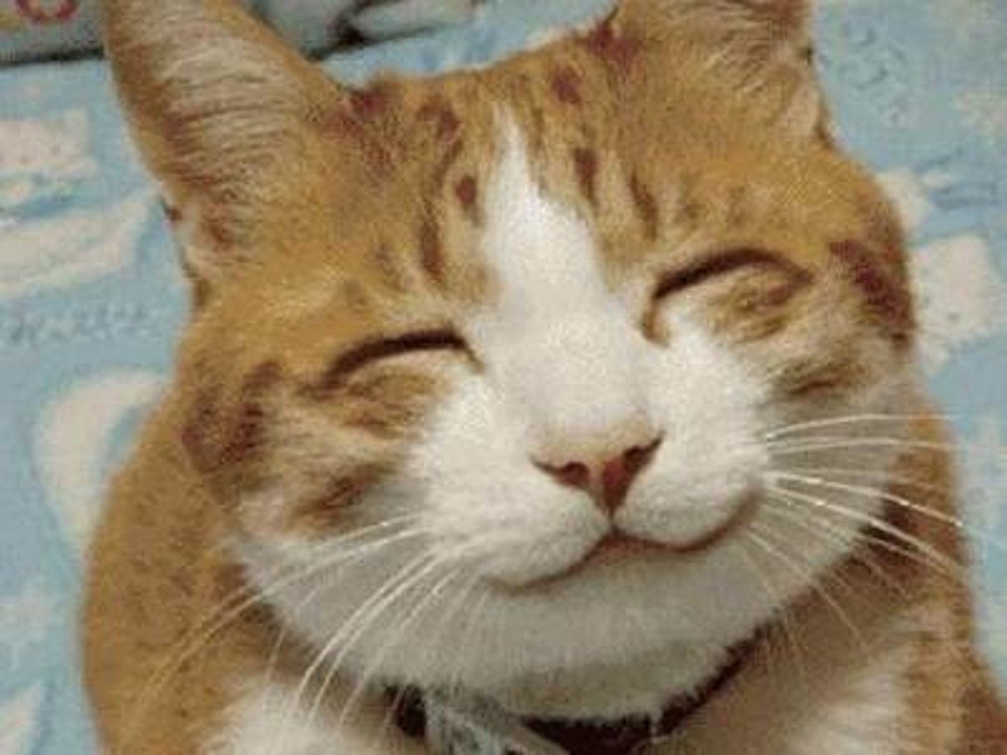 <p>to be happy/content</p>