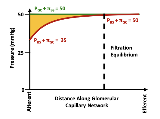 <p>Bowman’s space hydrostatic pressure (PBS) + glomerular oncotic pressure (πGC)</p>