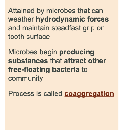 <p>permanent attachment</p>