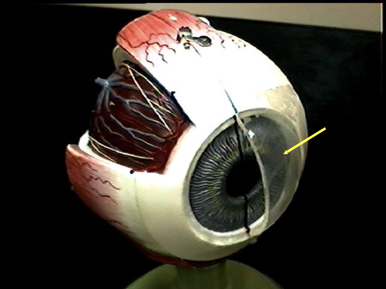<p>Identify the eye parts. </p>